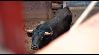 Desembarque de los toros de Buenavista y José Enrique Fraile de Valdefresno para la Copa Chenel [upl. by Lough]