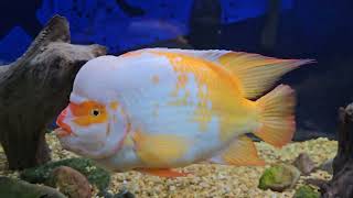 Amphilophus CitrinellusMidas cichlid Update Citrinellus city [upl. by Mastic]