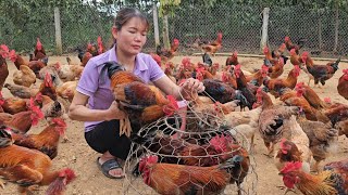 Feed the chickens this food easily catch freerange chickens to sell  Ep 269 [upl. by Fee460]