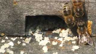 Honey Bee Hive Cleaning Survivor Bees Hygienic Varroa Disease Resistant [upl. by Daigle]