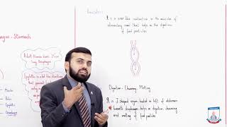 Class 9  Biology  Chapter 8  Lecture 14 Pharynx Oesophagus Stomach  Allied Schools [upl. by Aerdnat]