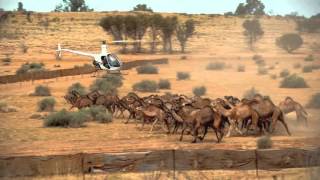 Robson Greens Australian Adventure Episode 2 CAMEL HERDING [upl. by Ahsenre]