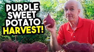 Purple Sweet Potato Harvest [upl. by Wehrle]