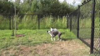 Italian Greyhound Running with Mini Bull Terrier [upl. by Jori]