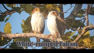 Whiterumped Falcon I Birds of Prey I Birds  Nature  Wildlife  Cambodia [upl. by Nolahs]