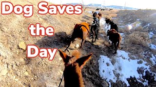 Gopro Mule Herding Cows in Rough Country [upl. by Gwenora]