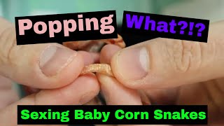 How To Pop Baby Corn Snakes [upl. by Siaht415]