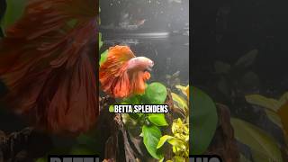 Male Betta Splendens Siamese Fighting Fish [upl. by Ymas]