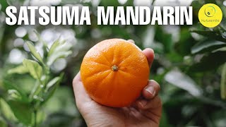 10 beneficial uses of Satsuma mandarin  Mandarin Orange for good health  Benefits Side effects [upl. by Brittany183]