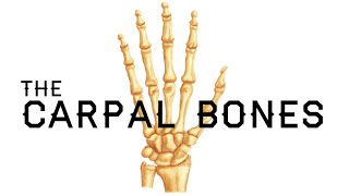 How to Remember the Carpal Bones  Carpal Bones Mnemonic  MEDZCOOL [upl. by Dnomed83]