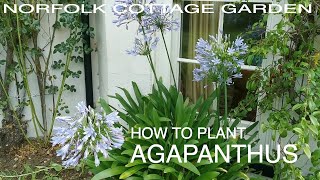 How to Plant Agapanthus [upl. by Ecinrahs]