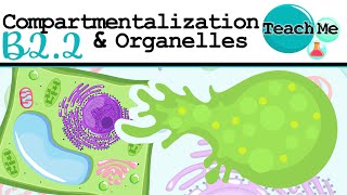 B22  Organelles amp Compartmentalisation  IB Biology SLHL [upl. by Giles764]