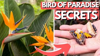 5 Bird of Paradise Secrets  Flower and Grow Seeds Indoors [upl. by Junna]