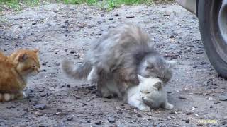 Accouplement de chats  Groupe de chats saccouplant dans la rue [upl. by Susejedesoj]