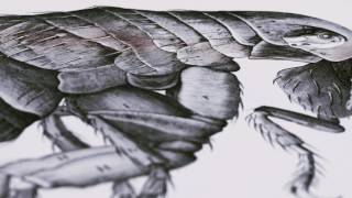 Micrographia  A Folio Society Limited Edition [upl. by Hanover]