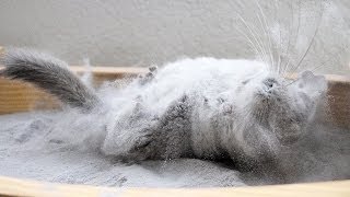 Epic Chinchilla Dust Bath in 15 POUNDS of dust [upl. by Locin164]