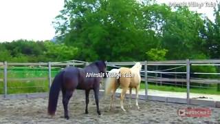 Super Murrah Male Horse Meeting at First Time Try [upl. by Roosnam28]