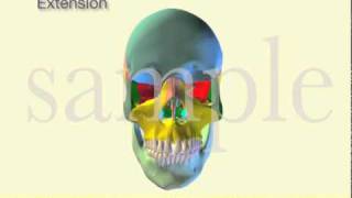 Skull Craniosacral Rhythmic Motion by Tad Wanveer [upl. by Tracey]