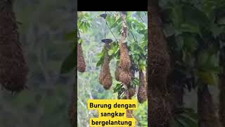 Sangkar burung paling nyaman [upl. by Bollay]