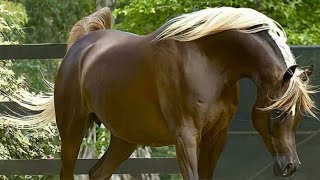 Arabian Horse videos compilation  4  😉 2021 Try not to watch it till the end [upl. by Okun156]