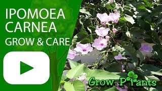 Ipomoea carnea grow and care [upl. by Reizarf]