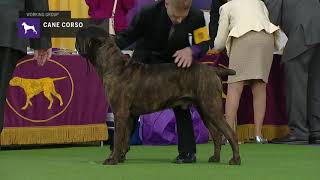 Cane Corso  Breed Judging 2019 [upl. by Garald585]