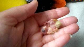 baby cockatiel 2 being hand reared [upl. by Clarance672]