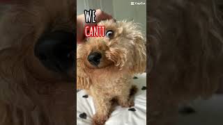 Real thodog puppy doglover slay fypシ゚viral trendy [upl. by Conrado]