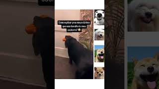 Barulho que cachorro faz ðŸ˜‚ pets dogbreed cachorro shihtzubrasil viralvideo [upl. by Eecyaj10]