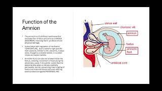 The Amnion and Placenta Biology Unit 1 [upl. by Leff343]