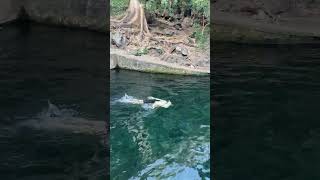 disfrutando de las Piscinas de galeano chalchuapa [upl. by Hameerak]