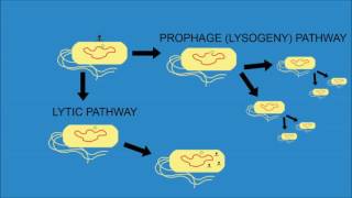 Bacteriophage Lambda  Cro and cI [upl. by Savadove494]