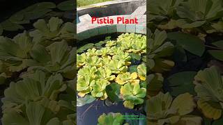 Pistia Stratiotes is an Aquatic Ornamental Plant a Invasive Plant Species amp Mosquito Breeding Site [upl. by Krum]