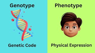 Genotype vs Phenotype [upl. by Earissed792]