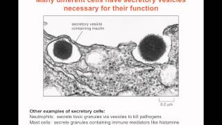 Intracellular Compartments and Transport  Part 2 [upl. by Adieren]