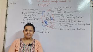 Circulatory System  Double Circulation  Blood Group •IGCSE • ICSE •CBSE •STATE Board [upl. by Elletsyrk]