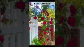 Rose Flower Plants roses rosebush redrose [upl. by Allsopp]