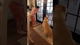 Dog Howls Along With Kid Playing Harmonica1337777 [upl. by Siger376]