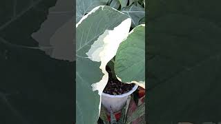 Xanthosoma quotMickey Mouse Plantquot SUPER BIG LEAVES shorts garden plants alocasia [upl. by Calhoun660]