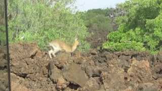 Klipspringer jumping slow motionSHETANI Lava Flow KENYA 2014 [upl. by Sucitivel]