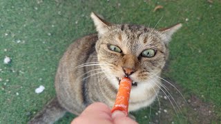 可愛くおやつを食べる瞬間を撮ろうと思ったけどなぜか勇ましい猫が撮れちゃいました [upl. by Basil24]