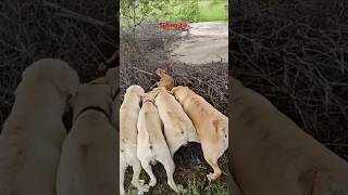 Kaalu Or Roxi  Chota Bachha He Voanimalsneedpeople pets labrador animals dog shorts doglover [upl. by Riva]