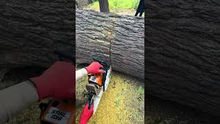 How to cut TreesCrazy fast chainsaw incredible skills Hard treecutting skills [upl. by Spevek]