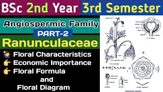 Ranunculaceae FamilyFloral FormulaEconomic Importance of RanunculaceaeBSc 2nd year 3rd semester [upl. by Ademordna950]