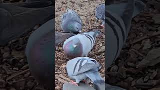 Lots of turtle doves aka pigeons eating birds dove pigeon birdsofaustralia [upl. by Khalil]