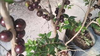 frutífera produzindo em vaso jabuticaba Sabará sapoti fruta do milagre Cambucá envio 21989297468 [upl. by Letch]