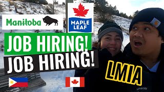 Pinoy sa Canada Job Hiring At Manitoba Maple Leaf Foods Employer  Direct Continuous Hiring [upl. by Ellessig993]