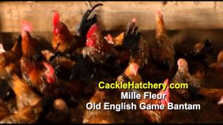 Mille Fleur Old English Game Bantam Chicken Breed Breeder Flock  Cackle Hatchery [upl. by Etat]