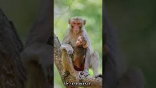 शेर और कुत्ता की कहानी 😱 youtubeshorts facts khatarnaak animals viralvideo [upl. by Brace411]