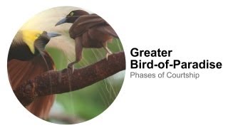 Greater BirdofParadise Phases of Courtship [upl. by Carolus]